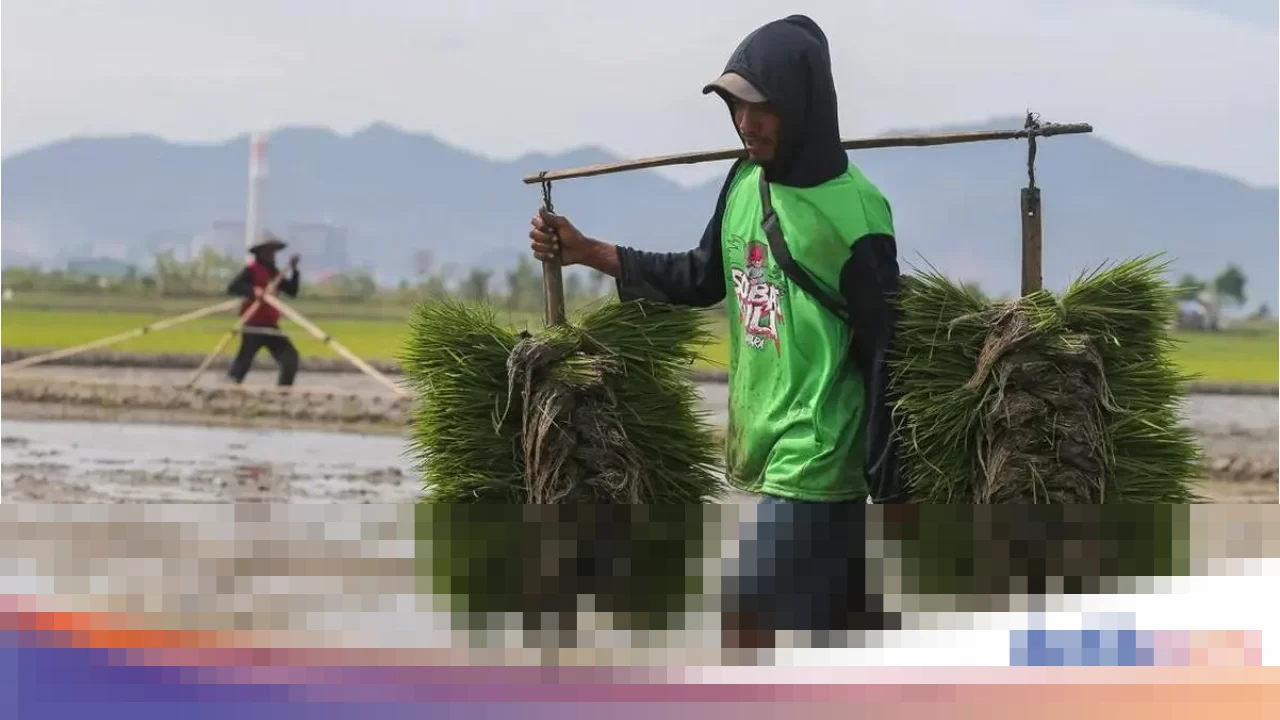 Indonesia Pastikan Swasembada Beras 2025, Stok Awal 2026 Tembus 12,5 Juta Ton