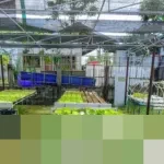 Inovasi Warga Jakarta: Kampung Hidroponik Pengadegan Buktikan Lahan Sempit Bisa Jadi Sumber Pangan Mandiri