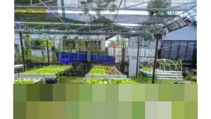 Inovasi Warga Jakarta: Kampung Hidroponik Pengadegan Buktikan Lahan Sempit Bisa Jadi Sumber Pangan Mandiri