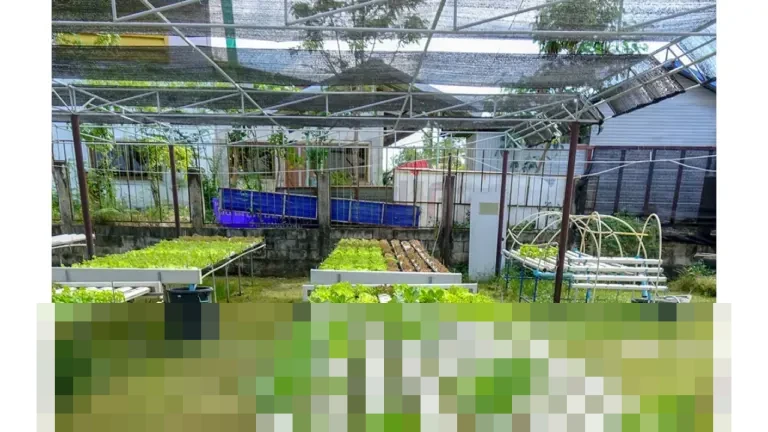 Inovasi Warga Jakarta: Kampung Hidroponik Pengadegan Buktikan Lahan Sempit Bisa Jadi Sumber Pangan Mandiri