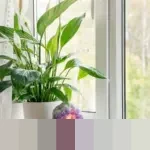 Jangan Biarkan Peace Lily Sesak! Pelajari Cara Membagi Tanaman untuk Pertumbuhan Optimal