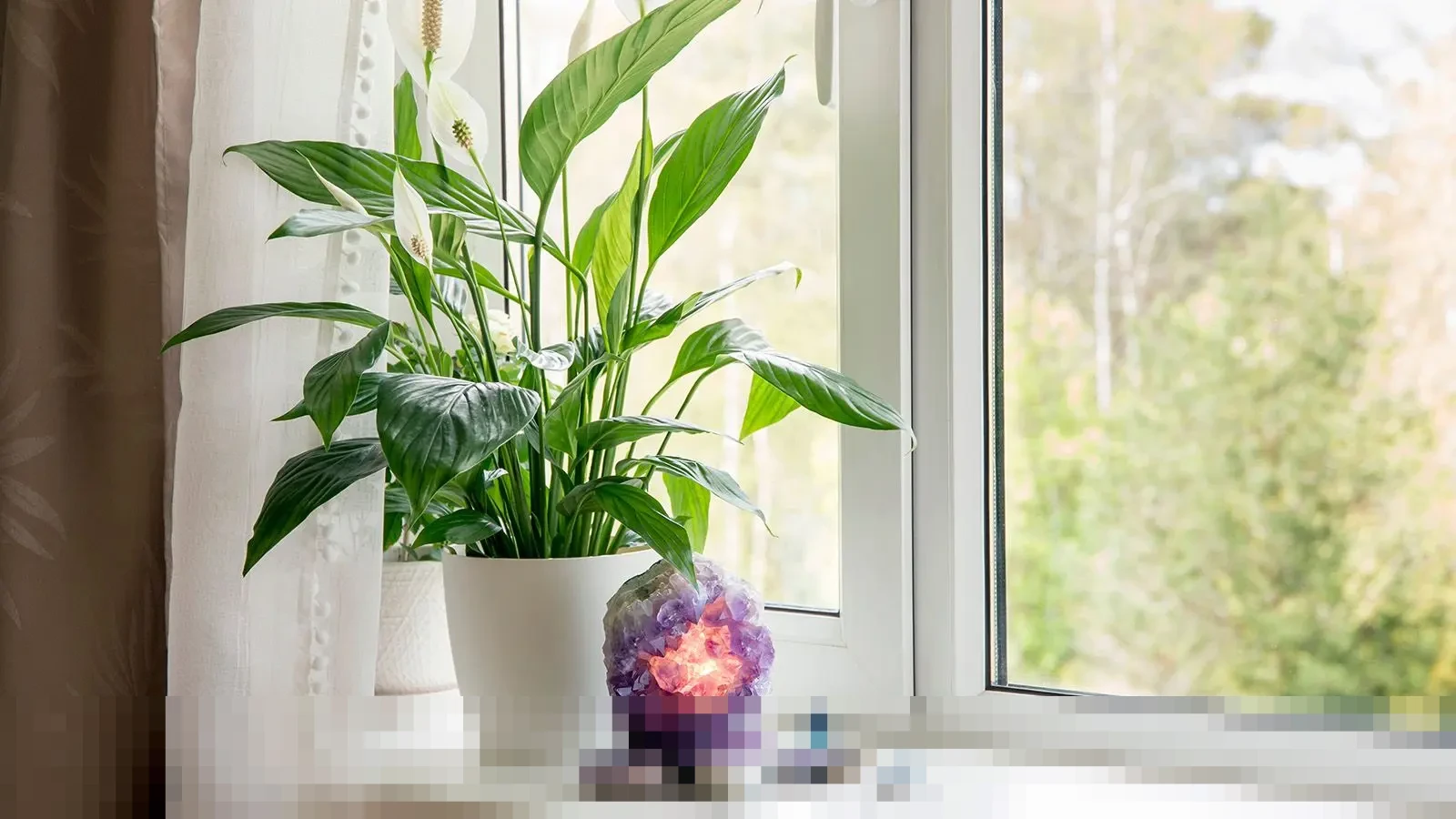 Jangan Biarkan Peace Lily Sesak! Pelajari Cara Membagi Tanaman untuk Pertumbuhan Optimal
