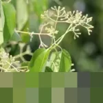 Jejak Wangi dan Sejarah: Kapur Barus Sumatra, Komoditas Emas yang Memikat Pedagang Arab Sejak Ribuan Tahun Lalu