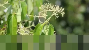 Jejak Wangi dan Sejarah: Kapur Barus Sumatra, Komoditas Emas yang Memikat Pedagang Arab Sejak Ribuan Tahun Lalu