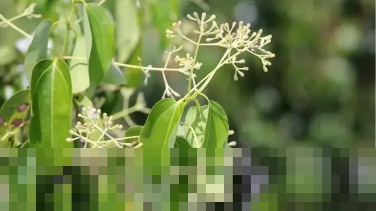 Jejak Wangi dan Sejarah: Kapur Barus Sumatra, Komoditas Emas yang Memikat Pedagang Arab Sejak Ribuan Tahun Lalu Jejak Wangi dan Sejarah: Kapur Barus Sumatra, Komoditas Emas yang Memikat Pedagang Arab Sejak Ribuan Tahun Lalu