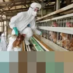 Jepang Umumkan Wabah Flu Burung Patogenik Tinggi Pertama di Miyazaki pada Awal 2026