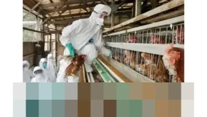 Jepang Umumkan Wabah Flu Burung Patogenik Tinggi Pertama di Miyazaki pada Awal 2026