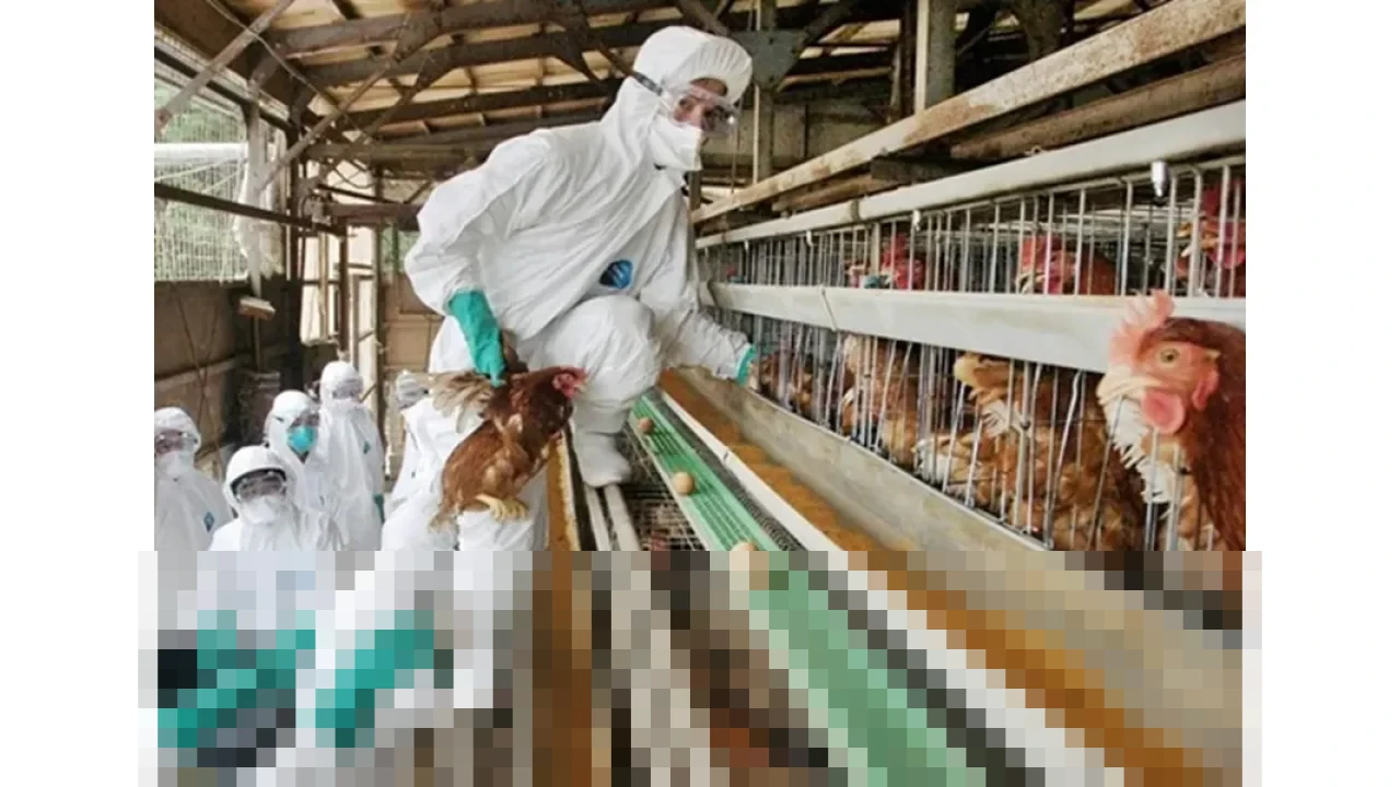 Jepang Umumkan Wabah Flu Burung Patogenik Tinggi Pertama di Miyazaki pada Awal 2026 Jepang Umumkan Wabah Flu Burung Patogenik Tinggi Pertama di Miyazaki pada Awal 2026