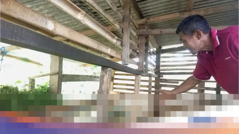 Kawanan Pencuri Gasak 11 Domba Warga di Bogor, Empat Ekor Ditemukan Tinggal Jeroan di Kandang Kawanan Pencuri Gasak 11 Domba Warga di Bogor, Empat Ekor Ditemukan Tinggal Jeroan di Kandang