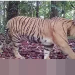 Keberadaan Harimau Sumatra Terpantau, Ekosistem TN Bukit Tigapuluh Dinilai Masih Terjaga