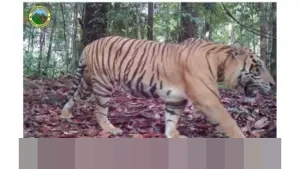 Keberadaan Harimau Sumatra Terpantau, Ekosistem TN Bukit Tigapuluh Dinilai Masih Terjaga