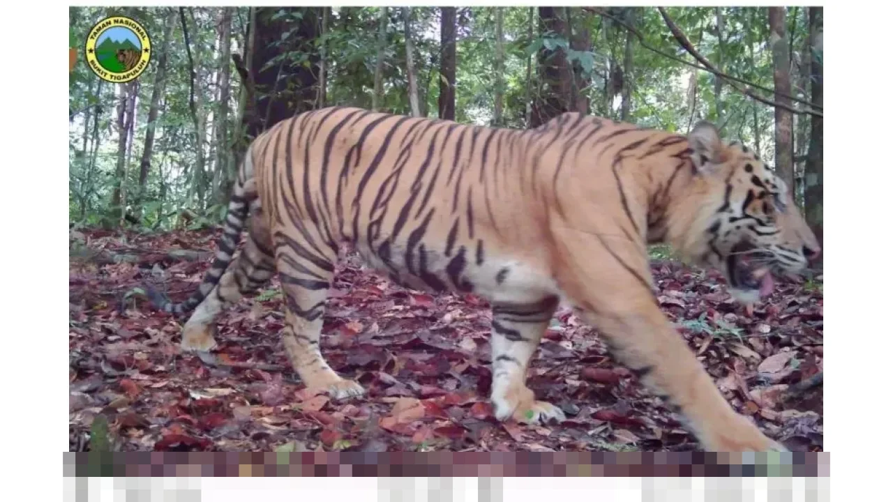 Keberadaan Harimau Sumatra Terpantau, Ekosistem TN Bukit Tigapuluh Dinilai Masih Terjaga Keberadaan Harimau Sumatra Terpantau, Ekosistem TN Bukit Tigapuluh Dinilai Masih Terjaga