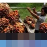 Kemendag: Harga CPO Januari 2026 Turun, Produksi Malaysia Meningkat Tak Diikuti Permintaan