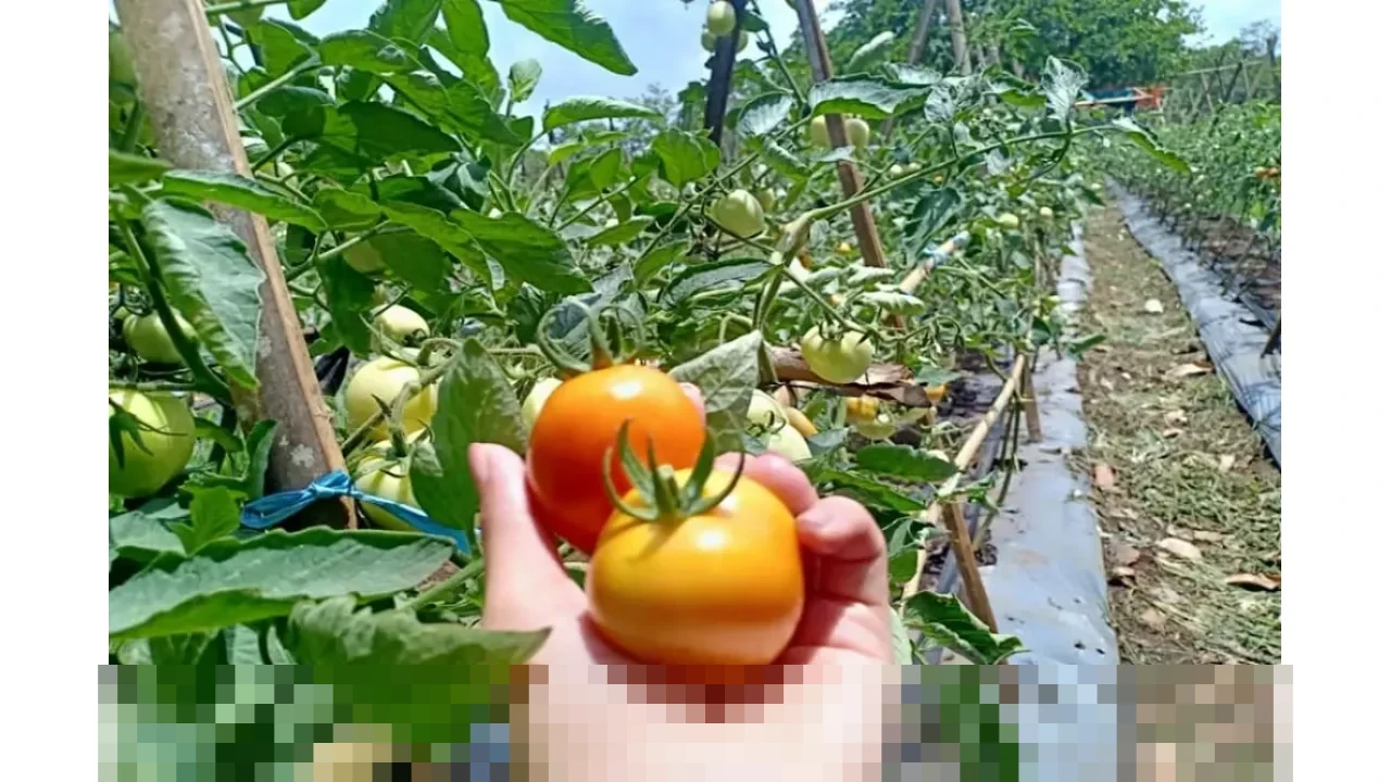 Kemenkop Bidik China Council untuk Pasok Alat Pertanian, Perkuat Ekosistem KopDes Merah Putih