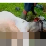 Kementan Catat 778.922 Ternak Terdampak Bencana Sumatera: Sapi, Unggas, dan Babi Jadi Korban