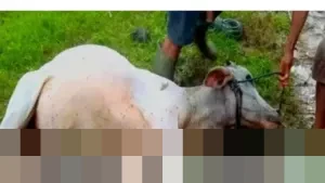 Kementan Catat 778.922 Ternak Terdampak Bencana Sumatera: Sapi, Unggas, dan Babi Jadi Korban