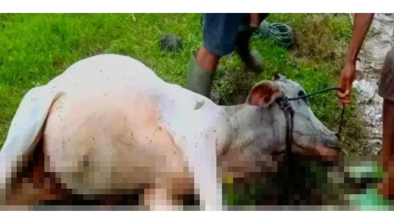 Kementan Catat 778.922 Ternak Terdampak Bencana Sumatera: Sapi, Unggas, dan Babi Jadi Korban