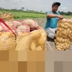 Kementan Dorong Masyarakat Budidayakan Tanaman Pangan Sederhana untuk Jaga Ketahanan Pangan Keluarga