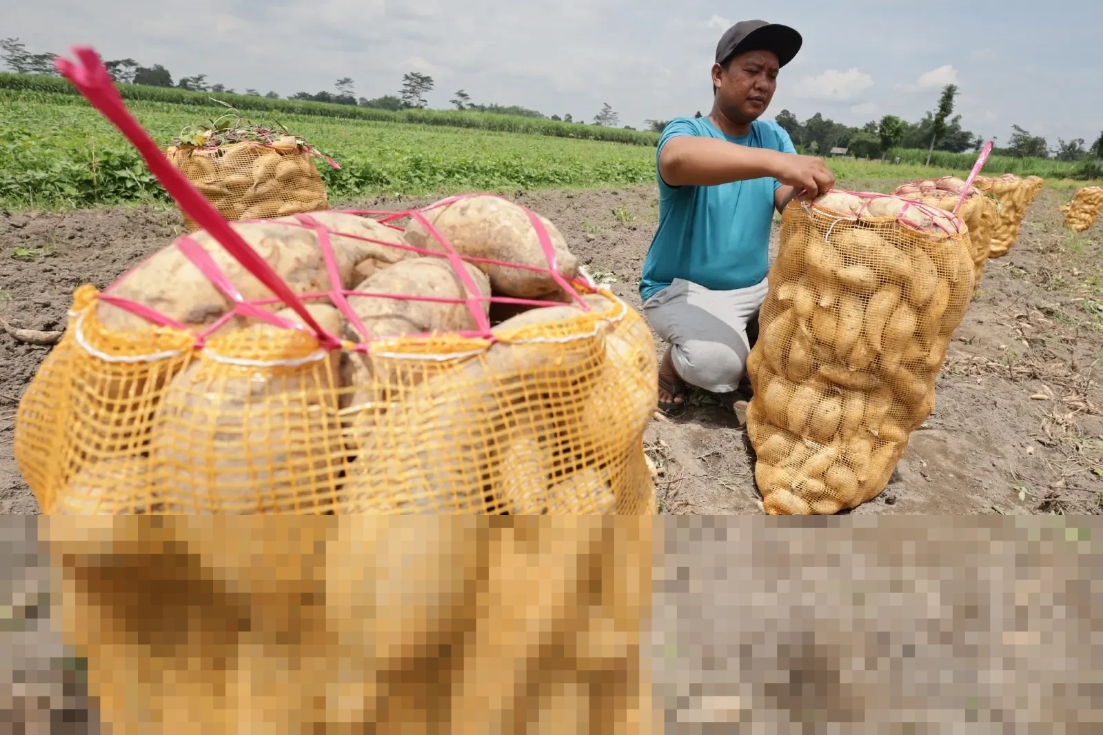 Kementan Dorong Masyarakat Budidayakan Tanaman Pangan Sederhana untuk Jaga Ketahanan Pangan Keluarga Kementan Dorong Masyarakat Budidayakan Tanaman Pangan Sederhana untuk Jaga Ketahanan Pangan Keluarga