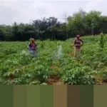 Kementerian Investasi: Indonesia Siapkan Jurus Hilirisasi Pangan Pikat Investor Global di WEF Davos