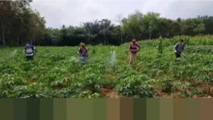 Kementerian Investasi: Indonesia Siapkan Jurus Hilirisasi Pangan Pikat Investor Global di WEF Davos