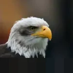 Kepala BGN Dadan Hindayana Pastikan Pendampingan Berlanjut bagi Korban Tabrakan SPPG di SDN Kalibaru