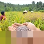 Kisah Beas Hideung Cigadog: Dari Padi Terlarang Kaisar hingga Penopang Ekonomi Petani Gunung Halu