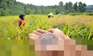 Kisah Beas Hideung Cigadog: Dari Padi Terlarang Kaisar hingga Penopang Ekonomi Petani Gunung Halu