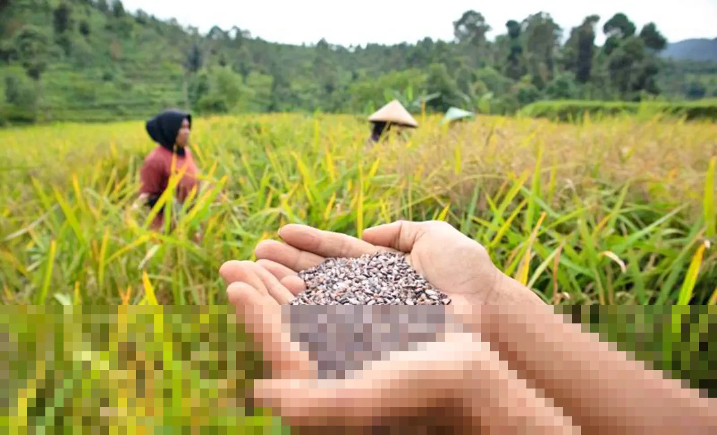 Kisah Beas Hideung Cigadog: Dari Padi Terlarang Kaisar hingga Penopang Ekonomi Petani Gunung Halu