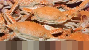 KKP Terbitkan 292 Dokumen CoA, Pastikan Rajungan Indonesia Penuhi Syarat Ketat Pasar Ekspor AS