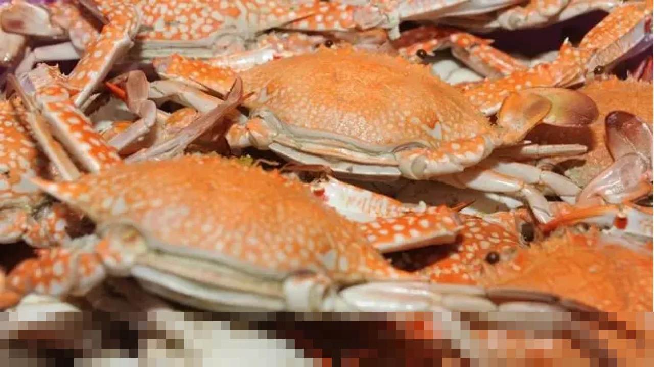 KKP Terbitkan 292 Dokumen CoA, Pastikan Rajungan Indonesia Penuhi Syarat Ketat Pasar Ekspor AS KKP Terbitkan 292 Dokumen CoA, Pastikan Rajungan Indonesia Penuhi Syarat Ketat Pasar Ekspor AS