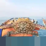 KKP Terbitkan 292 Sertifikat CoA, Pastikan Ekspor Rajungan Indonesia Tetap Berdaya Saing di Pasar AS