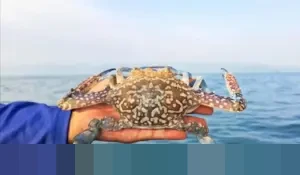 KKP Terbitkan 292 Sertifikat CoA, Pastikan Ekspor Rajungan Indonesia Tetap Berdaya Saing di Pasar AS