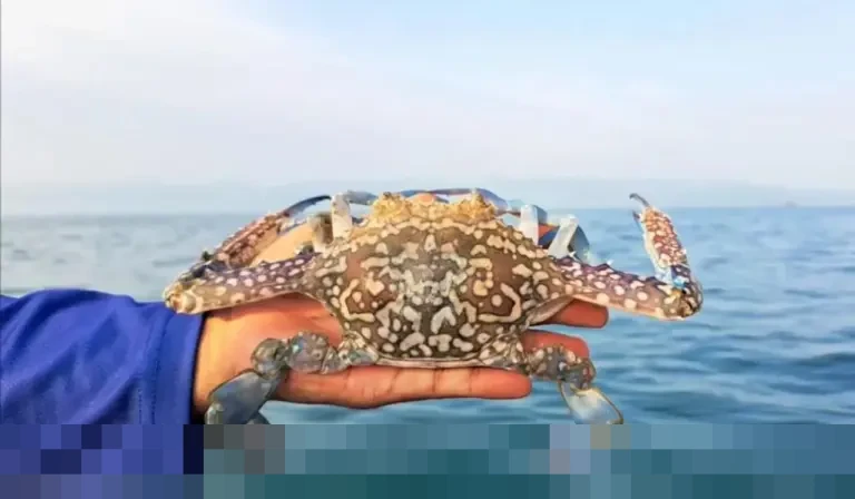 KKP Terbitkan 292 Sertifikat CoA, Pastikan Ekspor Rajungan Indonesia Tetap Berdaya Saing di Pasar AS KKP Terbitkan 292 Sertifikat CoA, Pastikan Ekspor Rajungan Indonesia Tetap Berdaya Saing di Pasar AS