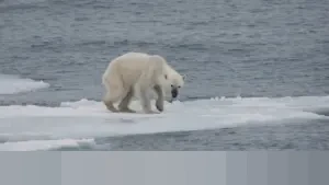 Krisis Politik Venezuela Memanas, Toyota Minta Karyawan Bekerja dari Rumah demi Keamanan