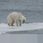 Krisis Politik Venezuela Memanas, Toyota Minta Karyawan Bekerja dari Rumah Demi Keamanan