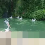 Kunjungan ke Ragunan Anjlok Drastis pada Malam Tahun Baru 2026 Akibat Cuaca Tak Menentu