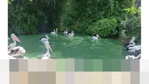 Kunjungan ke Ragunan Anjlok Drastis pada Malam Tahun Baru 2026 Akibat Cuaca Tak Menentu