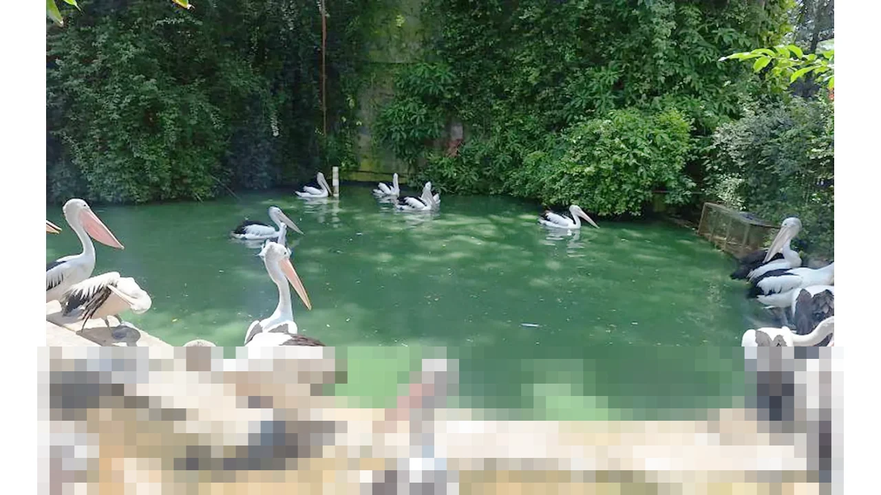 Kunjungan ke Ragunan Anjlok Drastis pada Malam Tahun Baru 2026 Akibat Cuaca Tak Menentu