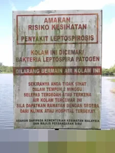 Leptospirosis di DIY: 38 Warga Meninggal dari 453 Kasus Sepanjang Januari-November 2025