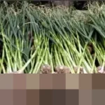 Luhut Soroti Penurunan Produksi Bawang Putih RI Sejak 2020, Dorong Riset Varietas Unggul