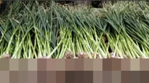 Luhut Soroti Penurunan Produksi Bawang Putih RI Sejak 2020, Dorong Riset Varietas Unggul