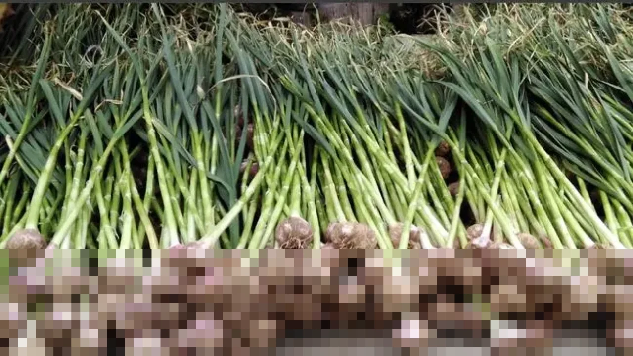 Luhut Soroti Penurunan Produksi Bawang Putih RI Sejak 2020, Dorong Riset Varietas Unggul