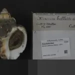 Macron: “AS Berpaling dari Sekutu dan Aturan Internasional” Buntut Penangkapan Maduro dan Isu Greenland