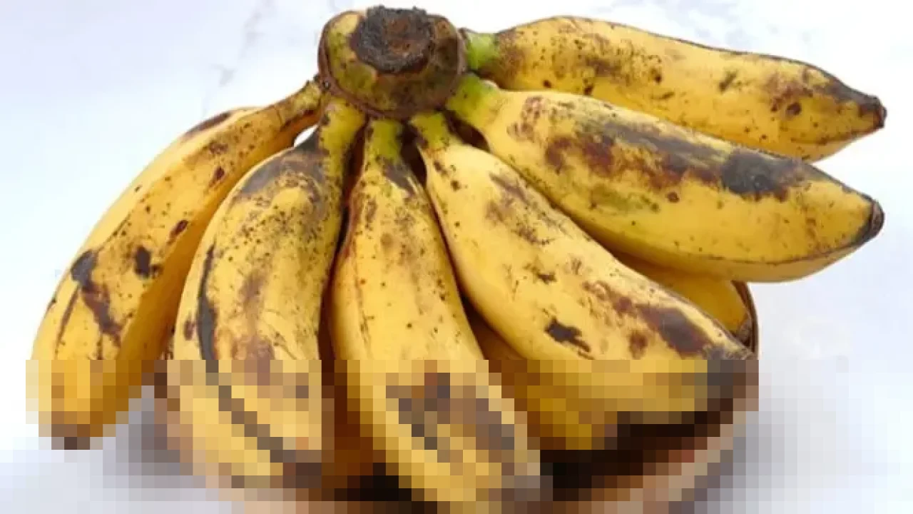 Manfaat Pisang Berubah Drastis Sesuai Tingkat Kematangan: Panduan Konsumsi Optimal untuk Kesehatan Manfaat Pisang Berubah Drastis Sesuai Tingkat Kematangan: Panduan Konsumsi Optimal untuk Kesehatan