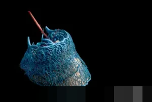 Memahami Logika Ekonomi Fabel: Mengapa Sa Angsa Tak Mencetak Uang Kayu Bernilai 3 atau 4