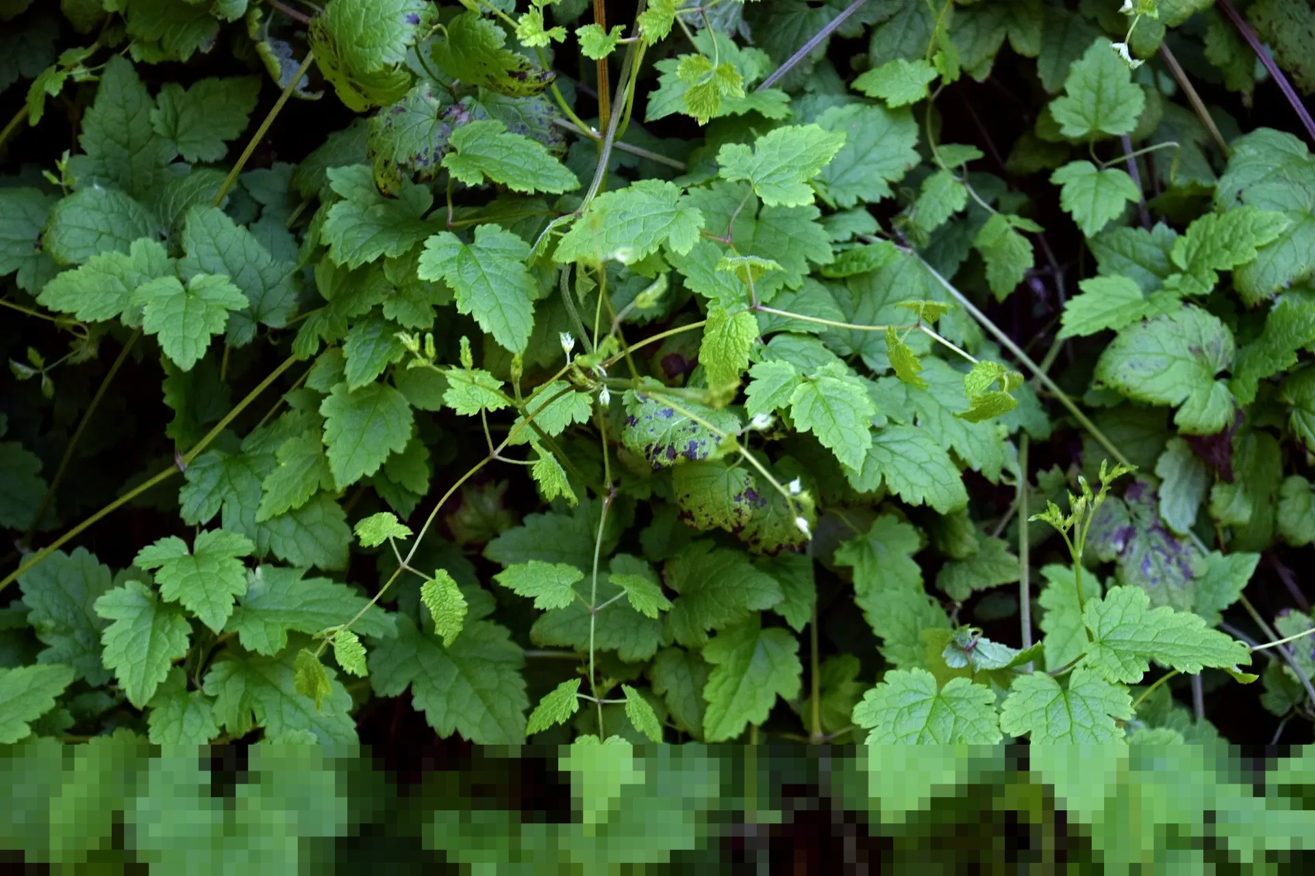 Mendagri Tito Karnavian Desak Kepala Daerah Sumatera Percepat Validasi Data Rumah Rusak Mendagri Tito Karnavian Desak Kepala Daerah Sumatera Percepat Validasi Data Rumah Rusak