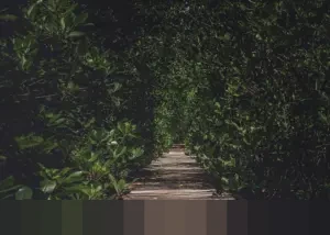 Menelusuri Jejak Sufisme Nusantara: Adaptasi Spiritual, Aliran, dan Tokoh Penggerak Harmoni