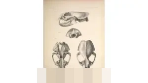 Menguak Sistem Waktu Nusantara: Bagaimana Masyarakat Memahami Hari Tanpa Jam Mekanik?