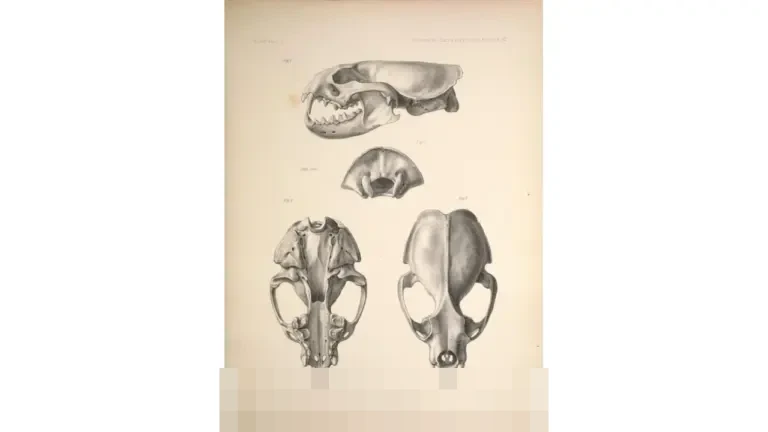 Menguak Sistem Waktu Nusantara: Bagaimana Masyarakat Memahami Hari Tanpa Jam Mekanik?